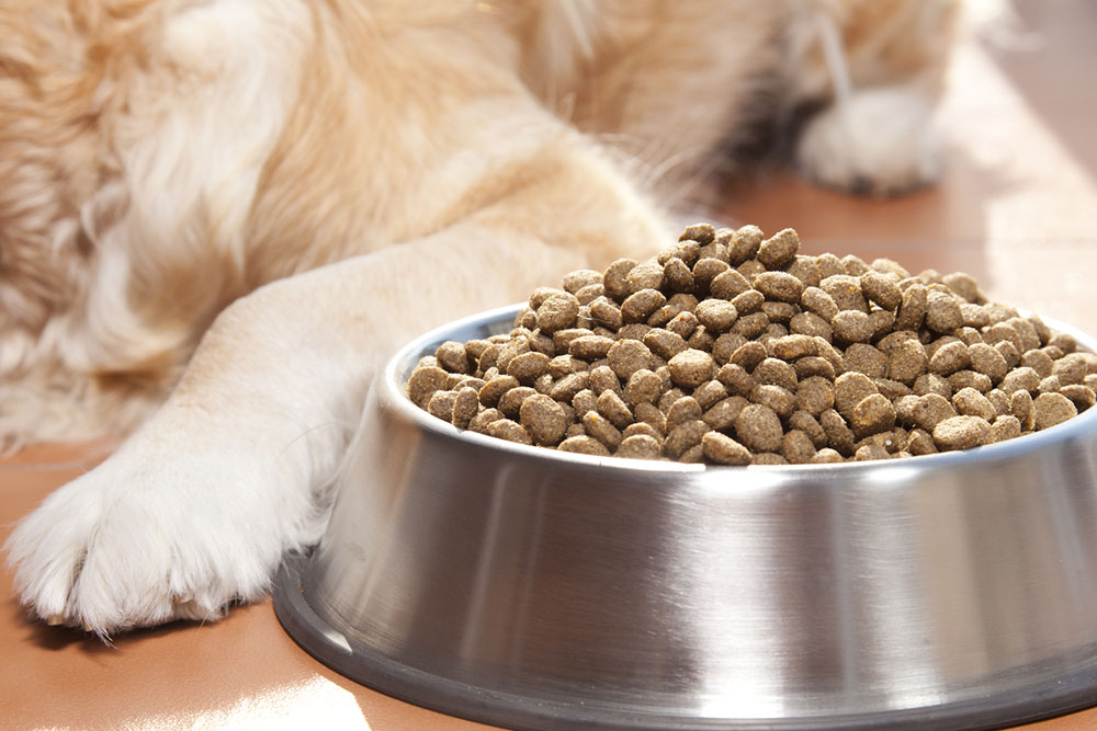 Black Friday 2023 – Top 10 Dog Food Deals to Look Out For